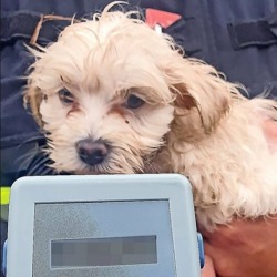Illegaler Hundehandel: Fünf Welpen aus verdreckter Klokabine gerettet    