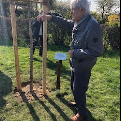 Unser Ehrenmitglied Eldert Hofmeister pflanzt den letzten Ginkgo Baum