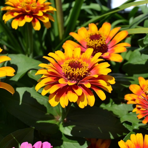 Gartentr&auml;ume Halle