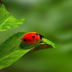 Vortrag, Nützlinge im Garten