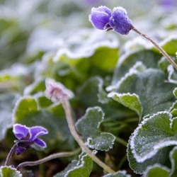 Winterblüte im Park
