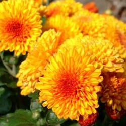 Der Garten im September     