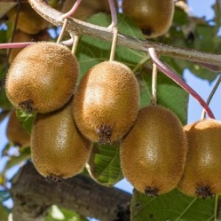 Wie pflanze ich … Kiwi Actinidia