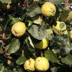 Der Garten im Oktober     